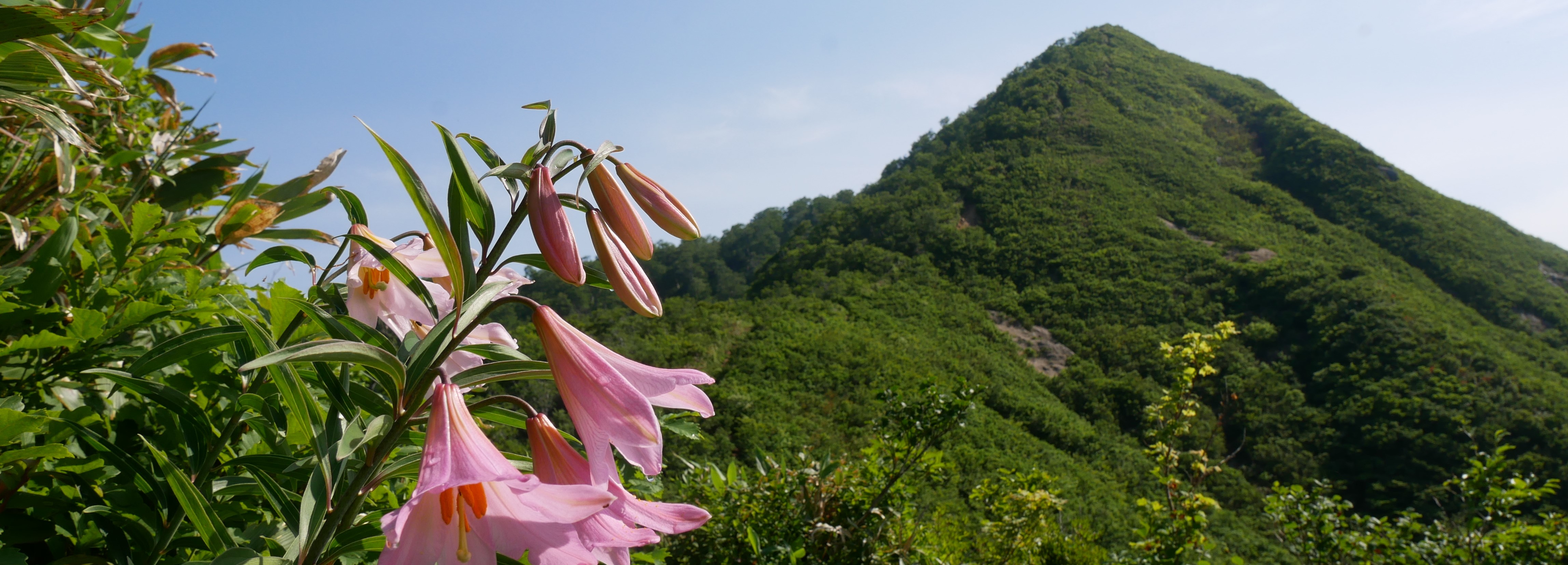 ヒメサユリと光兎山