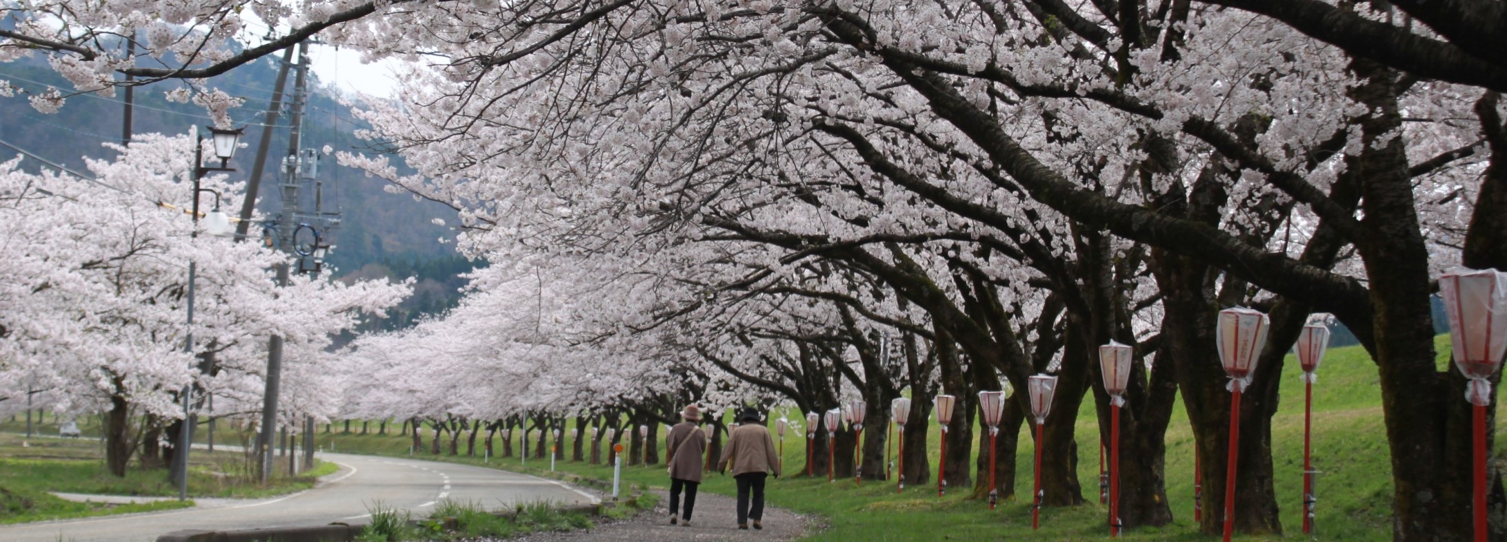 高瀬の桜（４月）